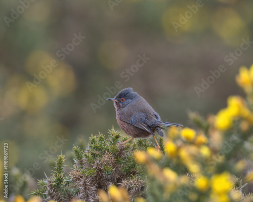  Dartford warbler perched on a gorse bush.