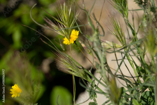 Hordeum murinum (wild barley or mouse barley): This is a very common wild species found along roadsides and in disturbed areas.