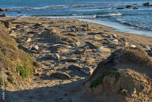 A colony of elephant seals rests on a sandy beach near the ocean waves