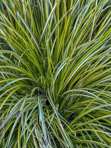 Wallpaper Mural Grassy-leaved Sweet Flag, Winter Variegated Green and Yellow Foliage of the Slender Leaved Sweet Flag Plant (Acorus gramineus) Growing in a Herbaceous Border in a Garden Salem Oregon Torontodigital.ca