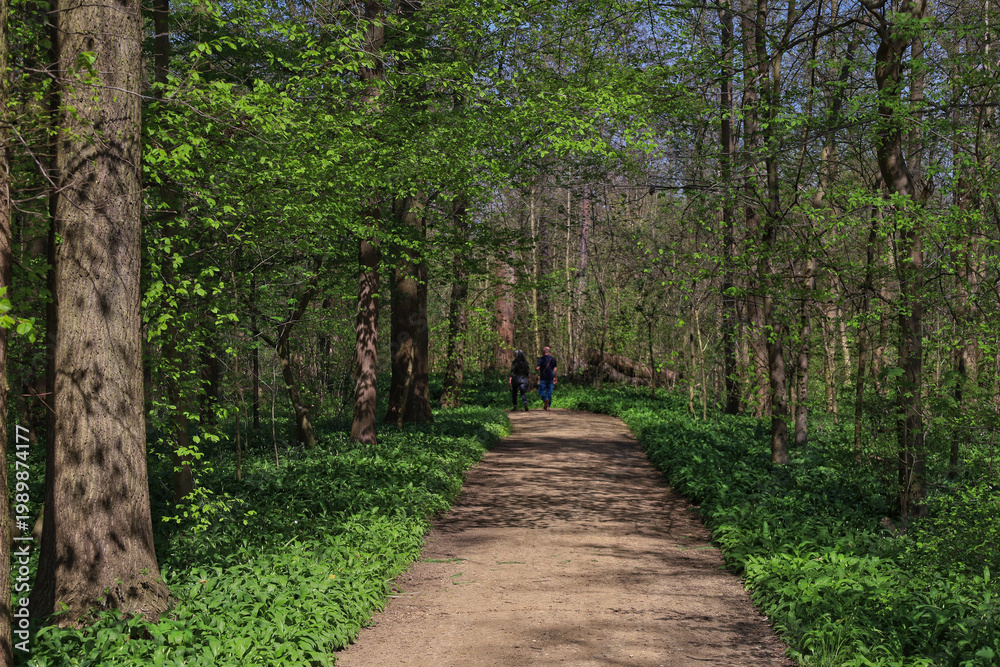 Fototapeta premium Waldweg im Schlosspark Lützschena mit blühendem Bärlauch-Teppich, Frühling im Leipziger Auwald bei der Familie Speck von Sternburg, Radtour und Naturerlebnis, Leipzig, Sachsen, Deutschland
