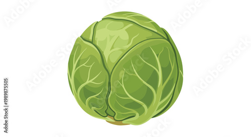 A dense and tightly wrapped green cabbage head sits prominently on a white surface showcasing its spherical form and smooth outer leaf surfaces in detail.