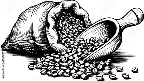 Hand-drawn of burlap coffee bean bag spilling onto wooden scoop white background