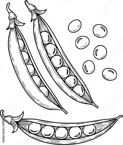 Hand-drawn of fresh peas in pods and loose peas a white background, legume vegetable