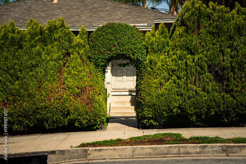 Fotografia Hidden doorway framed by lush green cypress trees and ivy archway