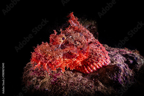 Bild auf Leinwand Scorpionfish resting in the floor of a wreck in the Red Sea