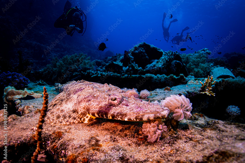 Fototapeta premium Crocodilefish lying in the bottom of the Red Sea