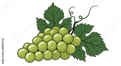 A singular dense cluster of plump green grapes is presented with bold outlines and two large textured leaves on a minimalist and clean white backdrop.