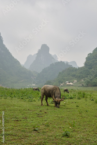 Water buffalo grazing on a lush green meadow in Cao Bang mountains, Vietnam, misty limestone karst scenery, rural agricultural landscape