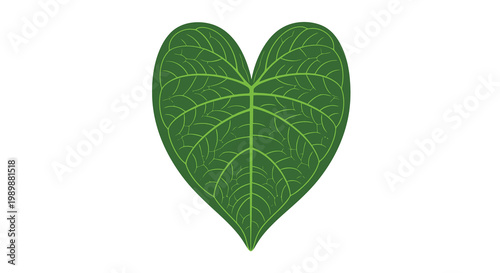 A vibrant green heart shaped leaf with detailed venation patterns