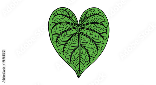 A vibrant green heart shaped leaf with detailed vein patterns