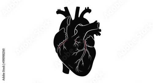 Anatomical illustration of a human heart in stark black silhouette