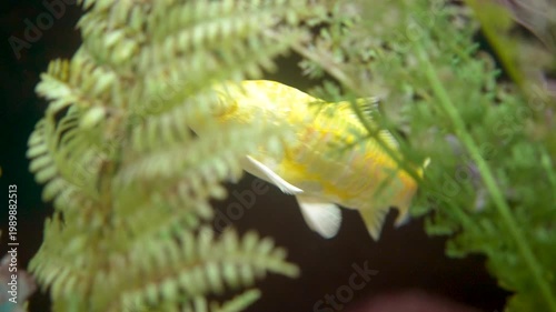 Colorful gold fish in white and orange color is swimming underwater in fish tank. Anima portrait footage, close-up with selective focus.