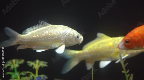 Colorful gold fish in white and orange color is swimming underwater in fish tank. Anima portrait footage, close-up with selective focus.