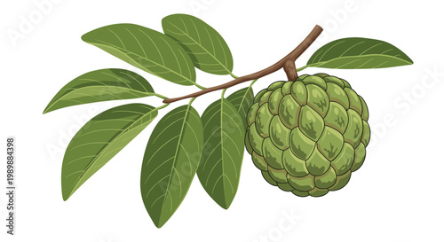 A single green sugar apple fruit with a characteristic bumpy texture hangs from a slender brown branch with several lush green leaves on a white background.