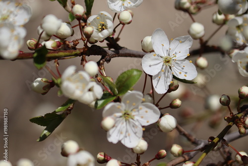 Foto White flowers of cherry plum tree (Prunus cerasifera) close-up