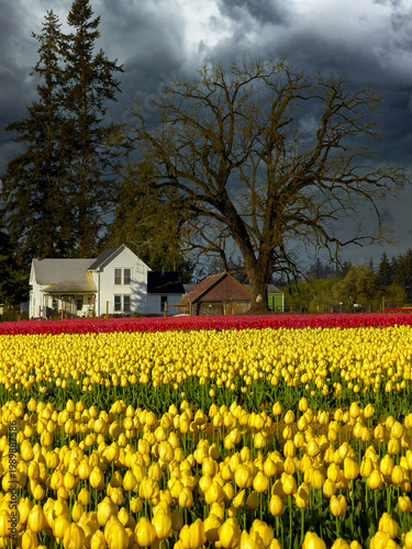 Wallpaper Mural A farm house and barnon the edge of a yellow and red tulip fiels near Woodburn Oregon Torontodigital.ca