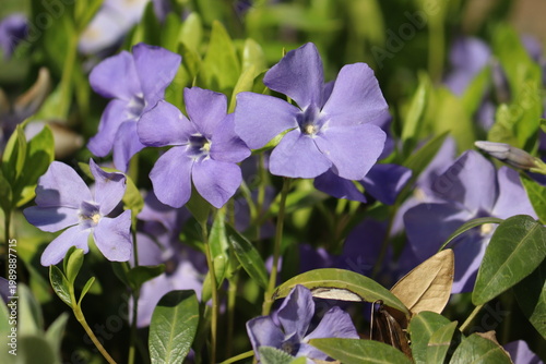 Fotografie Flowering dwarf periwinkle (Vinca minor) plant with green foliage and blue flowe
