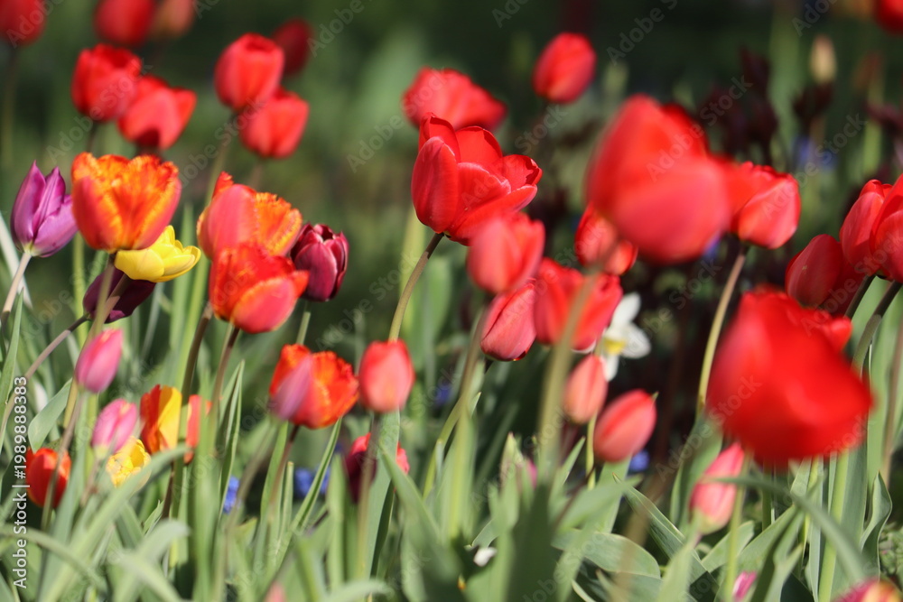 Fototapeta premium Red tulip flowers in spring garden