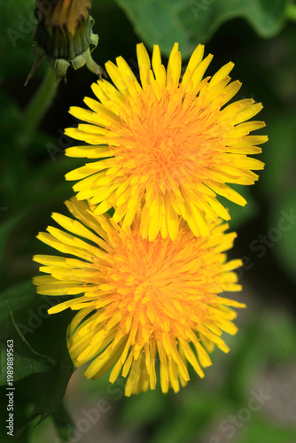 Colorful spring plants in garden
