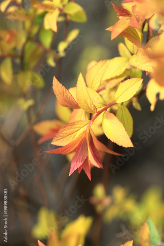 Colorful spring leaves in garden