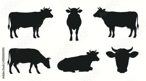 Set of cow silhouettes in various poses: standing, front view, grazing, lying down, and head close-up. Black and white vector design perfect for agriculture, farming, dairy and meat industry, and prom