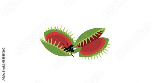 Two predatory Venus flytrap heads are depicted from a dynamic side perspective as one trap begins to snap shut on a struggling black insect.