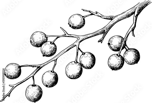 Vintage botanical of a branch with berries, hand-drawn white background, berry nature