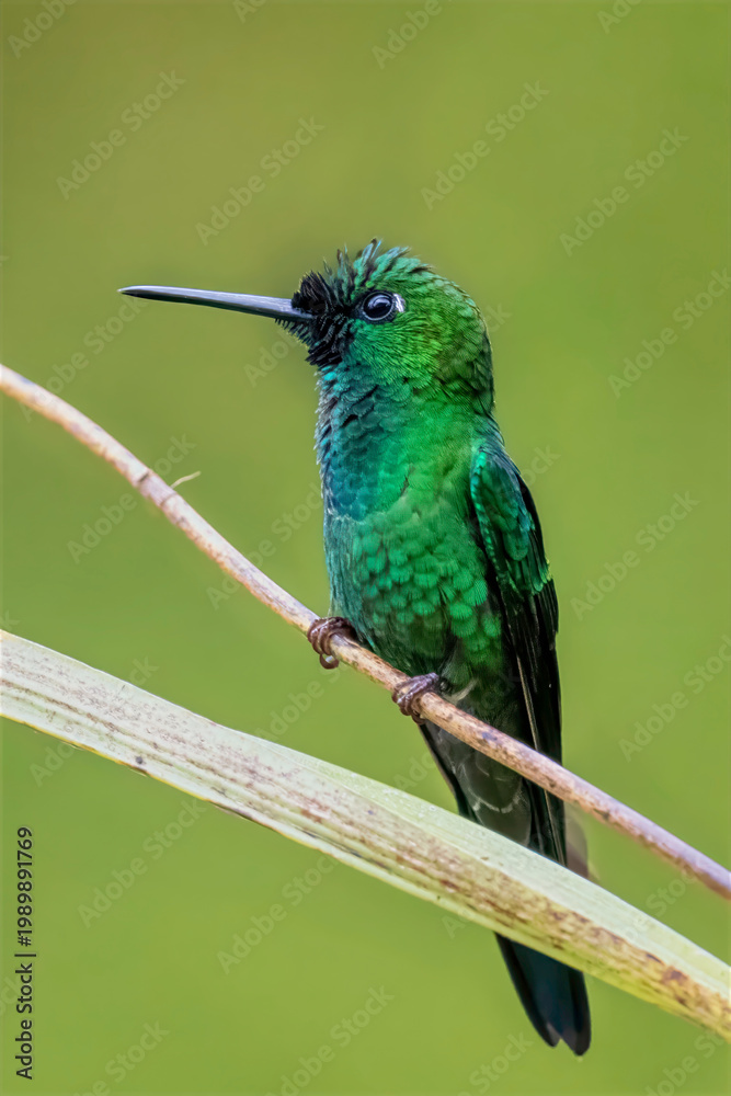 Fototapeta premium Vivid Green-crowned Brilliant Hummingbird Perched on a Branch in Colombia