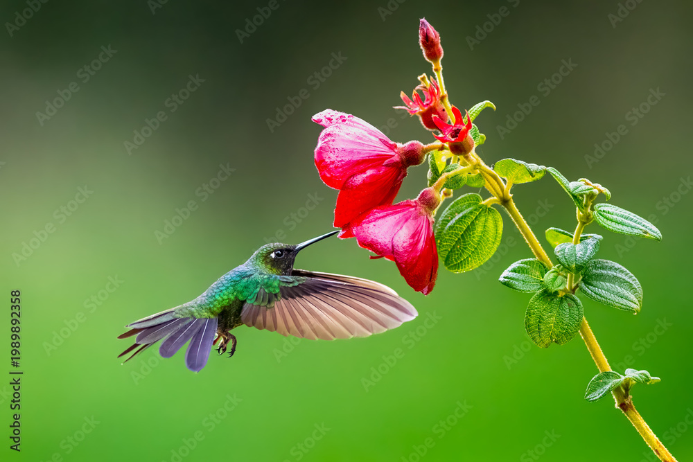 Obraz premium Green-crowned brilliant hummingbird feeding on vibrant red flower in Colombia rainforest