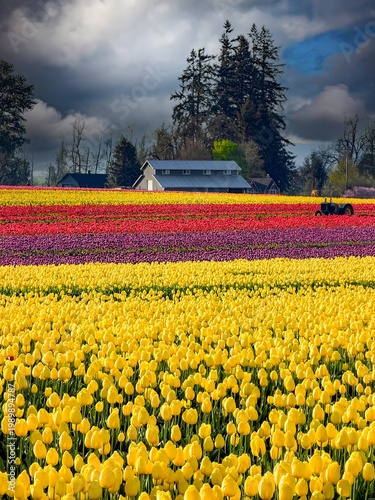 Wallpaper Mural An image of a barn and vintage tractor on the edge of a tulip field near Woodburn Oregon Torontodigital.ca