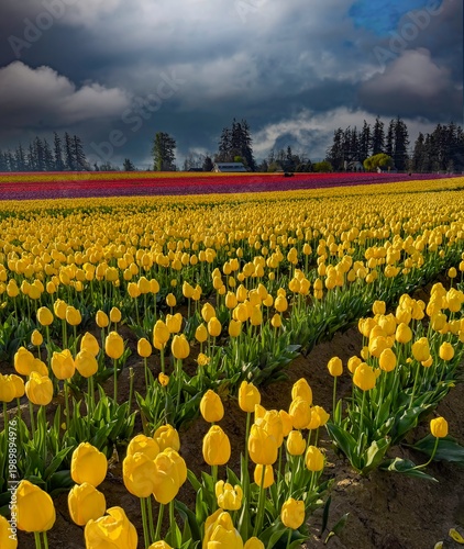 Wallpaper Mural Field of various colored spring blooming tulips with a blue sky and clouds Torontodigital.ca
