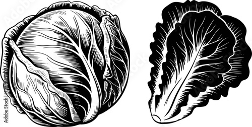 Vintage black and white of cabbage and lettuce white background, vegetable food fresh
