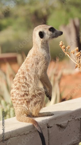 Sentry suricate sits atop brick wall, turns around to survey the horizon