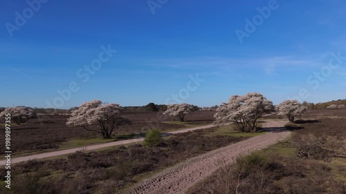 Gliding Over Blooming Juneberry Forest