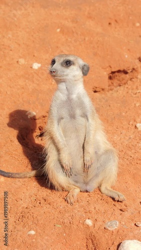 Lone meerkat sits on red Kalahari sand, basking in morning sunshine