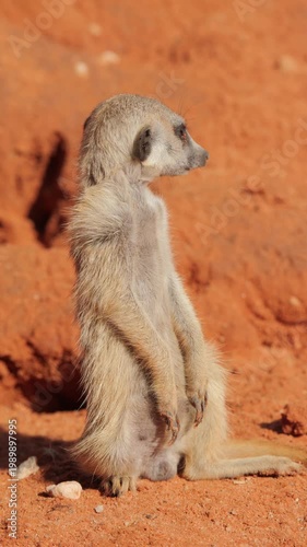 Side view: juvenile meerkat sits upright on Kalahari sand, looking around