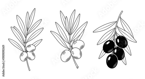 Three elegant hand-drawn olive branch illustrations, two depicting green olives and one with ripe black olives.