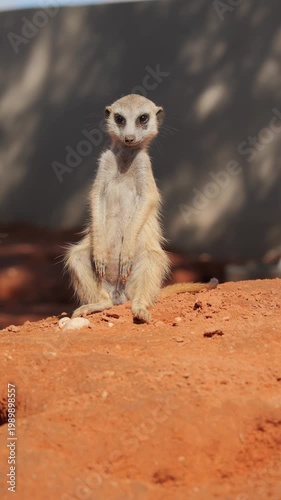Young meerkat in enclosure sits upright, enjoying morning sun on tummy