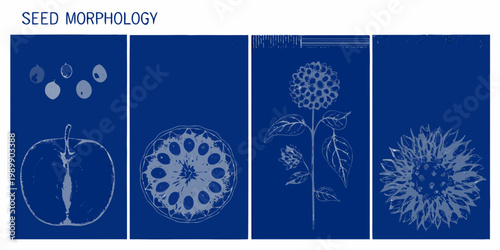 Seed morphology illustrations depicting various fruit and seed structures