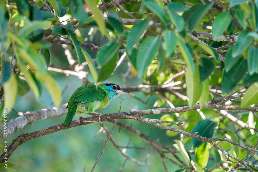 Obraz premium A Blue-eared Barbet on a branch in its natural habitat in Thailand