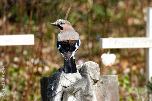 Eurasian Jay (Garrulus glandarius) sitting on a stone in Zurich, Switzerland