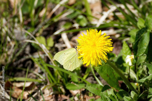 Common brimstone butterfly (Gonepteryx rhamni) sitting on yellow dandelion in Zurich, Switzerland