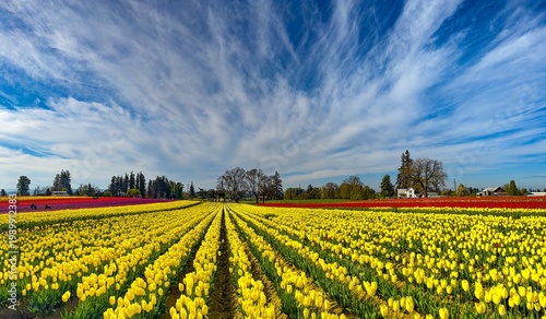 Wallpaper Mural A panorama image of a Field of various colored spring blooming tulips with a blue sky and clouds; mostly yellow tulips Torontodigital.ca