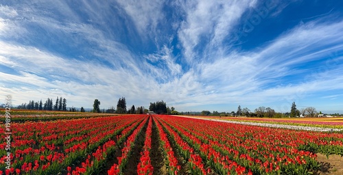 Wallpaper Mural A panorama image of a Field of various colored spring blooming tulips with a blue sky and clouds; mostly red tulips Torontodigital.ca