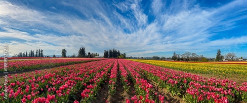 Wallpaper Mural A panorama image of a Field of various colored spring blooming tulips with a blue sky and clouds; mostly red tulips Torontodigital.ca