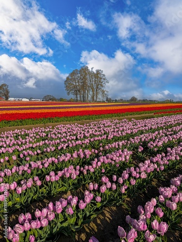 Wallpaper Mural A vertical image of a field of various colored spring blooming tulips with a blue sky and clouds; mostly purple tulips Torontodigital.ca