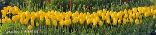 Wallpaper Mural A row of yellow tulips in the Woodnen Shoe tulip fields near Wordburn Oregon Torontodigital.ca