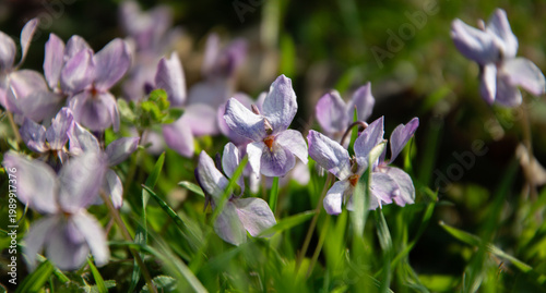Purple tender forest violet in the spring forest