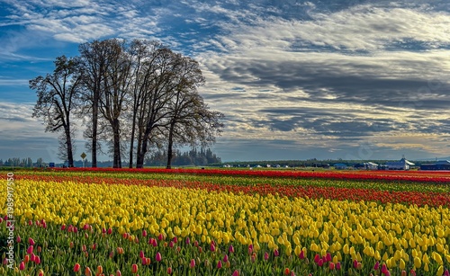 Wallpaper Mural Field of various colored spring blooming tulips with a blue sky and clouds; mostly red tulips Torontodigital.ca